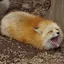 なたねこのプロフィール画像