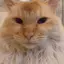 恵のプロフィール画像