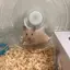 わかなのプロフィール画像