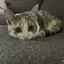 おまめのプロフィール画像
