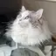 ちーのプロフィール画像