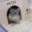 こまりのプロフィール画像
