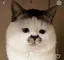 きなこのプロフィール画像