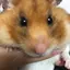 めぐみのプロフィール画像