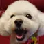 momoのプロフィール画像
