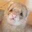 ツラミのプロフィール画像