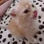 いちごオレのプロフィール画像