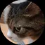 ももにゃんのプロフィール画像