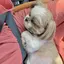 おんちゃんのプロフィール画像