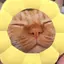 Ｆのプロフィール画像