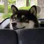 ハナビのプロフィール画像
