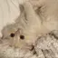 こつのプロフィール画像