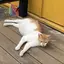ぷりんのプロフィール画像