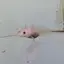 ぽんこのプロフィール画像