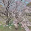 shiのプロフィール画像