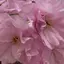 桜の花のプロフィール画像