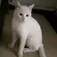 りんのプロフィール画像