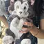 あやめのプロフィール画像