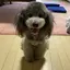 shioriのプロフィール画像