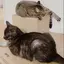 ねこのプロフィール画像