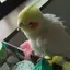 オカメインコのプロフィール画像