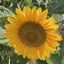 ひまわりのプロフィール画像