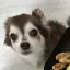 うるた🐶のプロフィール画像