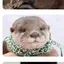 カワウソのプロフィール画像