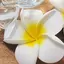 プルメリアのプロフィール画像
