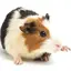 ハムスターのプロフィール画像