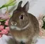 うさぎのプロフィール画像