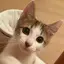 ねこのプロフィール画像