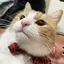 ネコfanのプロフィール画像