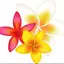 プルメリアのプロフィール画像