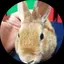うさぎのプロフィール画像