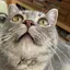 ねこのプロフィール画像
