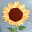 ひまわりのプロフィール画像
