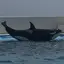 シャチのプロフィール画像