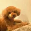 トイプードルのプロフィール画像