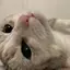 🐱のプロフィール画像