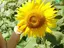 ひまわりのプロフィール画像