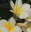 plumeriaのプロフィール画像