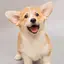 コーギー🐶のプロフィール画像