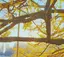 秋桜のプロフィール画像