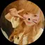 あさころのプロフィール画像