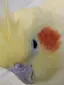 ぴいのプロフィール画像