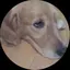 藍のプロフィール画像