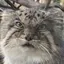 コケタロウのプロフィール画像