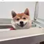 ハンちゃんのプロフィール画像