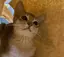 honeycatのプロフィール画像